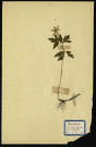 Anemone sylvestris (Anémone sylvestre), famille des Renonculacées, plante prélevée à Dromesnil (Bois), 30 mars 1938