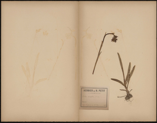 Orchis Coriophora (Legit P. Guérin), plante prélevée à [Lieu inconnu], n.c., 28 mai 1889