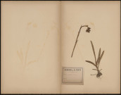 Orchis Coriophora (Legit P. Guérin), plante prélevée à [Lieu inconnu], n.c., 28 mai 1889