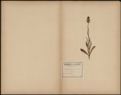 Galanthus Nivalis - Vulg. Perce-Neige , plante prélevée à Le Meillard (Somme, France), n.c., 15 mars 1889