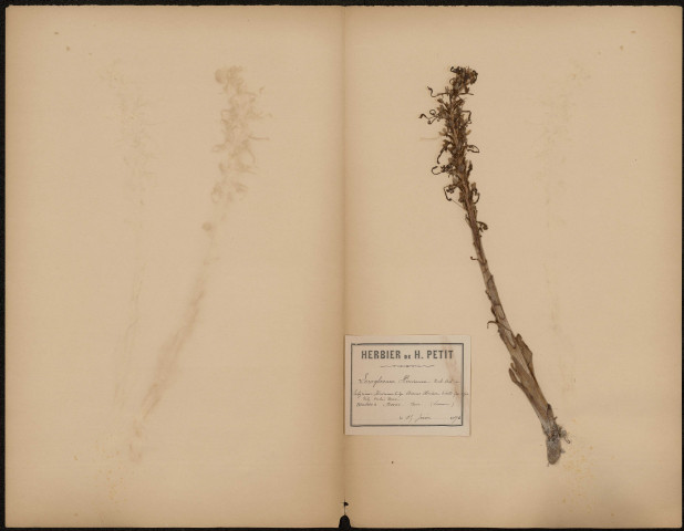 Loroglossum Hircinum, plante prélevée à Boves (Somme, France), dans le bois, 15 juin 1890