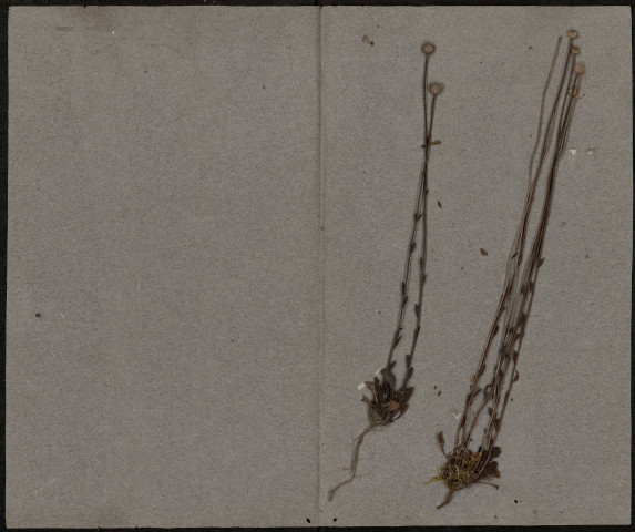 Adonis Autumnalis, plante prélevée à Gugnemicourt (Somme, France) et à Cléry (Somme, France), dans les champs entre Guignemicourt et Cléry, juin 1886