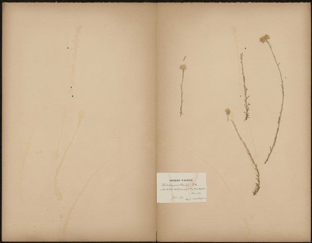 Helichrysum Stoechas D.C. (Legit Mouillefarine), plante prélevée à Montpellier (Hérault, France), entre le bois de Grammont et Montpellier, Herbier P. Guerin, 1 juin 1889
