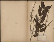 Salix Caprea - Saule Marseau - Bourseau, plante prélevée à Amiens (Somme, France), dans une haie sur la voirie, 20 avril 1888