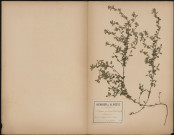 Ononis Procurrens (Wallr. Lehed) Arrête-boeuf, plante prélevée à Cagny (Somme, France), en bord de route, 7 juillet 1888