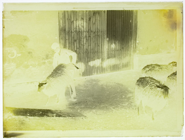 Lavage des moutons à Vers - mai 1904