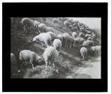 Moutons route de Boves - mars 1902