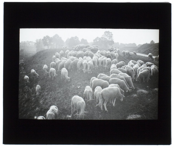 Moutons Chaussée-Tirancourt - 1906