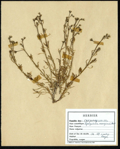 Spengularia Marginta Bor, famille des Caryophyllacées, plante prélevée au Crotoy (Somme, France), près de La Maye, en juin 1969