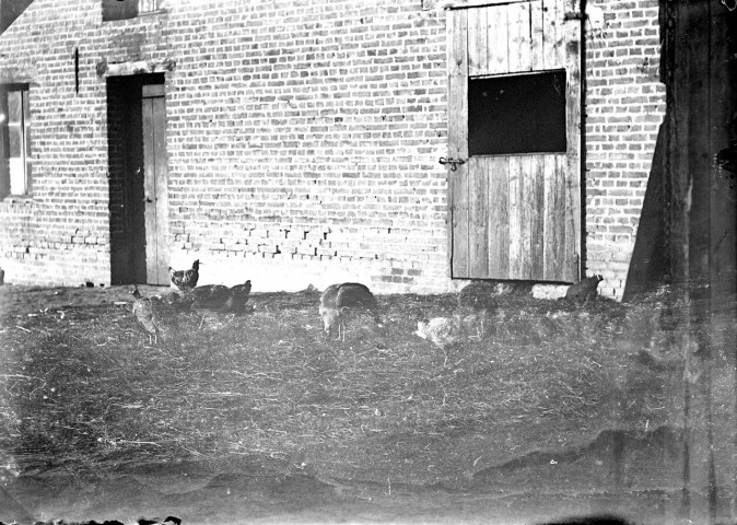 Scène rurale : poules et dindons dans une basse-cour