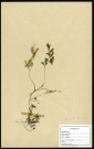 Oenanthe fluviatilis (Bab.) Coleman, (oenanthe des fleuves), famille des Apiacées, plante prélevée à Boves (Somme, France), zone de récolte non précisée, en 1969
