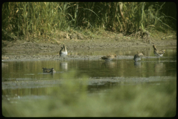 Bécassines à Fresne