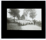 Troupeau de moutons route de Canaples - octobre 1910
