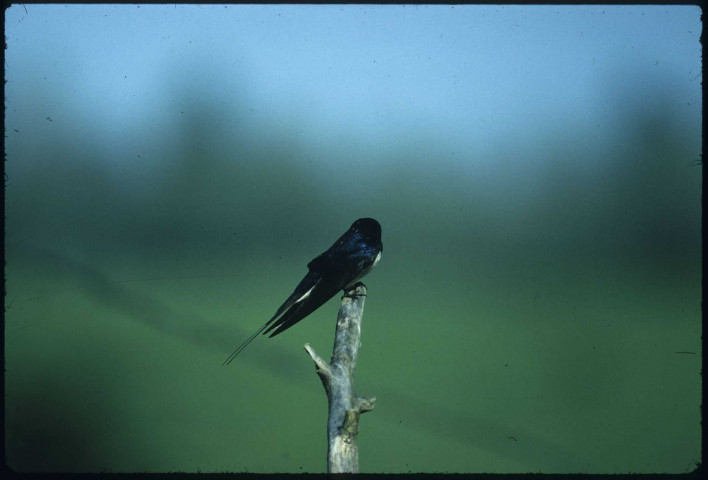 Nid d'hirondelle de rivage