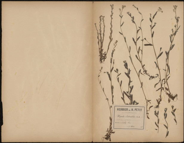 Myosotis Intermedia, plante prélevée à Ailly-sur-Somme (Somme, France), dans le bois, 23 mai 1888