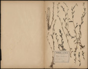 Myosotis Intermedia, plante prélevée à Ailly-sur-Somme (Somme, France), dans le bois, 23 mai 1888