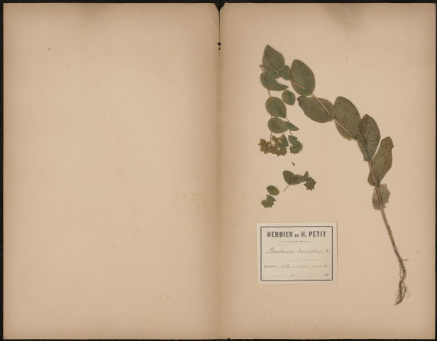 Bupleurum Rotundifolium, plante prélevée à Ailly-sur-Somme (Somme, France), près du bois, [1888-1889]
