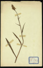 Orchis maculatat (Orchis tachetée), famille des Orchidées, plante prélevée à Dromesnil (Bois), 4 juin 1938