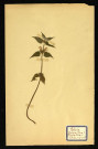 Lamium Album 4 (Lamier blanc C), famille des Labiées, plante prélevée à Dromesnil (Chemin), 25 mai 1938