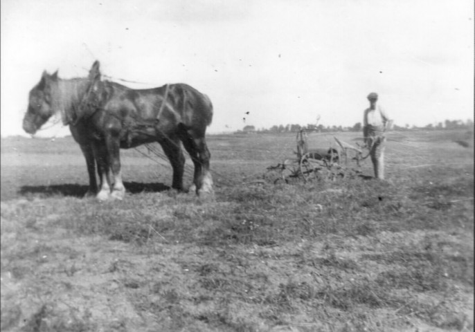 Pierregot. Scène rurale : Firmin Taffin labourant avec son cheval