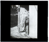 Un éléphant (foire d'Amiens) - juillet 1910