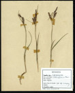 Carex Glauca Murr, famille des Cyperacées, plante prélevée au Crotoy (Somme, France), près de La Maye, en juin 1969