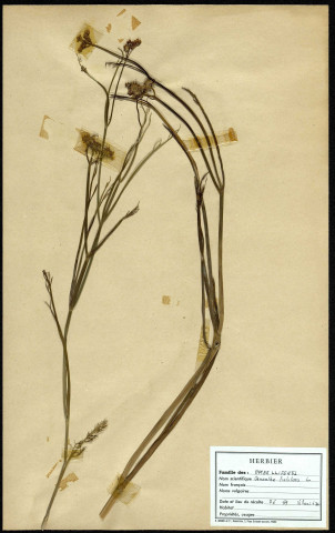 Oenanthe fistulosa, Oenanthe fistuleuse, famille des Ombellifères, plante prélevée à Grandvilliers (Oise, France), zone de récolte non précisée, en juin 1969