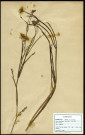 Oenanthe fistulosa, Oenanthe fistuleuse, famille des Ombellifères, plante prélevée à Grandvilliers (Oise, France), zone de récolte non précisée, en juin 1969