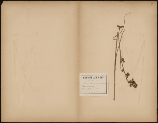 Cladium Mariscus, plante prélevée à Villers-sur-Authie (Somme, France), n.c., 22 août 1889