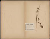 Cladium Mariscus, plante prélevée à Villers-sur-Authie (Somme, France), n.c., 22 août 1889