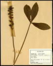 Menyanthes Trifoliata, famille des Gentianes, plante prélevée à Grandvilliers (Oise, France), zone de récolte non précisée, en juin 1969