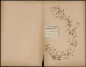 Vicia Tetrasperma (Moench. Meth.) Ervum tetraspermum (L.Sp), prélevée à Vignacourt (Somme, France), dans les champs près des bois, 6 septembre 1888