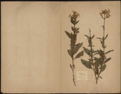Saponaria Officinalis, plante prélevée à Hermes (Oise, France), n.c., 6 août 1889