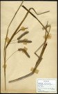 Carex Pseudocyperus, famille des Cyperacées, plante prélevée à Boves (Somme, France), à l'étang Saint-Ladre, en mai 1969
