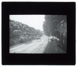 Troupeau de moutons Blangy-Tronville - 1906