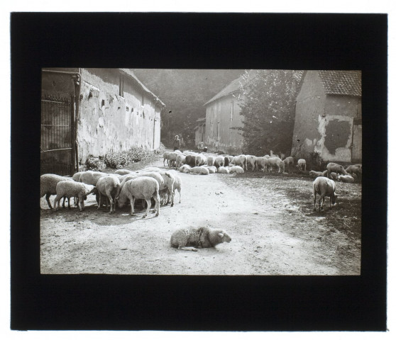 Moutons à Famechon-sous-Poix - août 1911