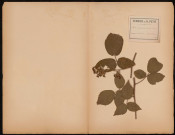 Rubus Glandulosus (Bellardi. Bureau), prélevée à Aistersheim (Grieskirchen, Autriche), n.c., [1888-1889]
