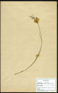 Juncus [Pampro Corpus Ehib], jonc, famille des Joncacées, plante prélevée à Grandvilliers (Oise, France), zone de récolte non précisée, en juin 1969