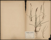 Carex Glanca, plante prélevée à Querrieux (Somme, France), dans le bois, 28 mai 1889