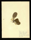 Primula grandiflora (Primevère à grandes fleurs), famille des Primulacées, plante prélevée à A localiser, 28 mai 1938