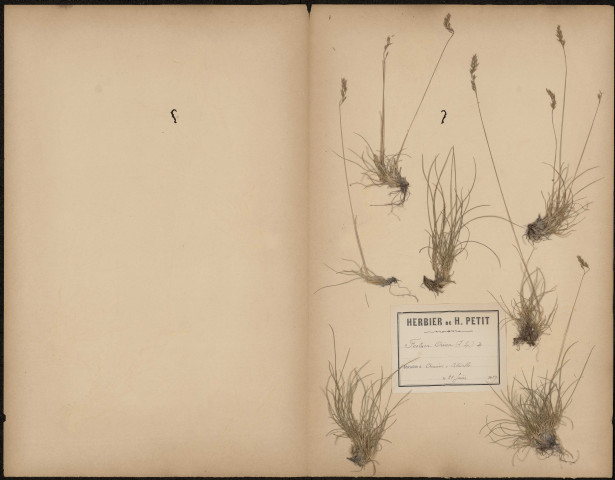 Festuca Ovina, plante prélevée à Amiens (Somme, France), à la citadelle, 20 juin 1889