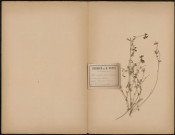 Lotus Tenuifollius (Reich. Koch. Syn) L. tenuis (Kit in Willd Enum), Legit Guerin, plante prélevée à Saint-Quentin-en-Tourmont (Somme, France), n.c., 16 juillet 1888