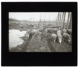 Troupeau de moutons marais de Picquigny