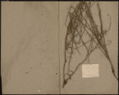 Chondrilla juncea, plante prélevée à [Lieu inconnu], n.c., [1889-1891]