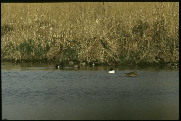 Souchets et sarcelles
