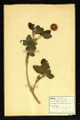 Trifolium hybride (Trèfle hybride), famille des Papilionacées, plante prélevée à Dromesnil, 4 juin 1938