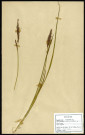 Carex paniculata L. (Laîche paniculée), famille des Cypéracées, plante prélevée à Boves (Somme, France), à l'étang Saint-Ladre, en milieu humide, en mai 1969