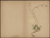 Sèlene, plante prélevée à La Ferté-Alais (Essonne, France), n.c., 15 juin 1891