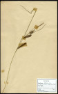 Carex ampullacea Good, famille des Cyperacées, plante prélevée à Boves (Somme, France), à l'étang Saint-Ladre, en mai 1969