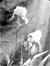 Composition florale : une branche d'iris en fleurs
